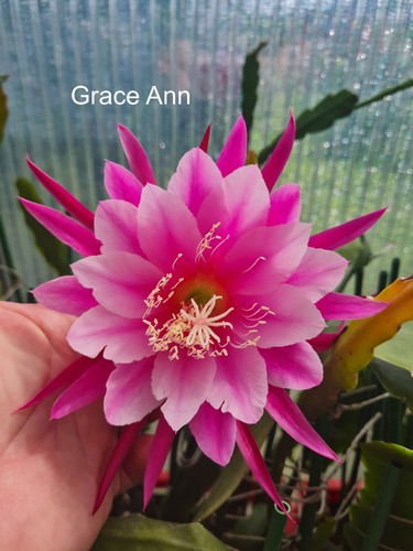 Epicactus grace ann - grace,