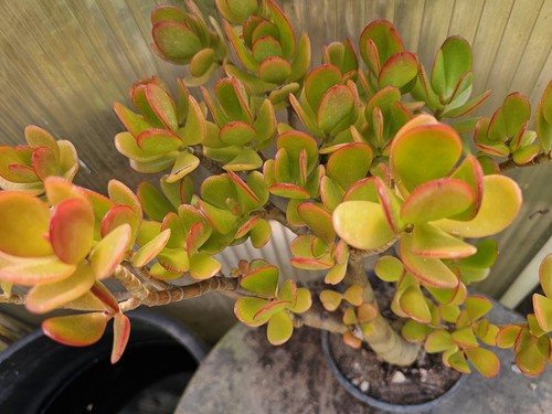 Crassula ovata geldbaum - crassula, geldbaum,