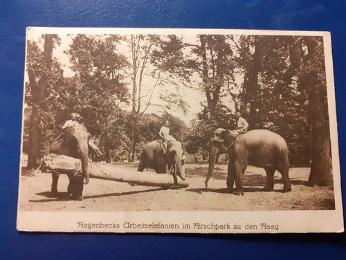 Elefanten hagenbecks - ak,