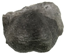 Karbon dictyoclostus - karbon,