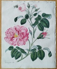 Rose rosa centifolia - centifolia,