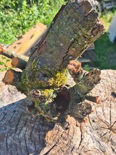 SKULPTUR  Wurzel Stamm Holz