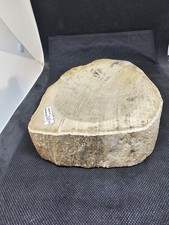 Versteinertes