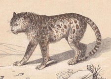 1851 SCHNEELEOPARD Druck -
