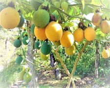Obstsamen Exotische Granadilla