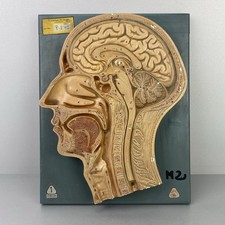 Altes Lehr- / Schul-Modell "Menschlicher Kopf", ähnl. Hygiene Museum Dresden