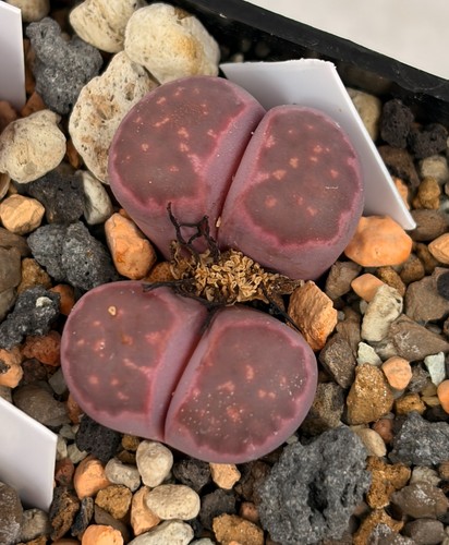 Seltener lithops salicola - lithops,