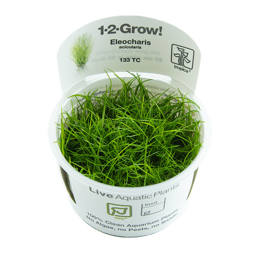 Eleocharis acicularis - ,