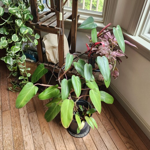 Philodendron erubescens red - philodendron,