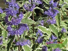 blaue Bartblume White