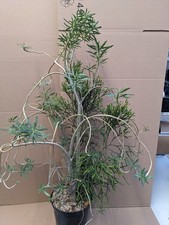 Euphorbia balsamifera+ Hatiora salicornioides, kakteen sukkulenten Kaktus Caudex