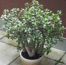 Geldbaum Crassula, immergrün
