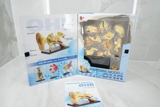 Anatomie Modell Ohr Menschen menschlicher Körper Anatomisches Ohrmodell Puzzle