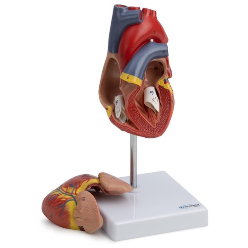 Herz anatomie modell - herz,