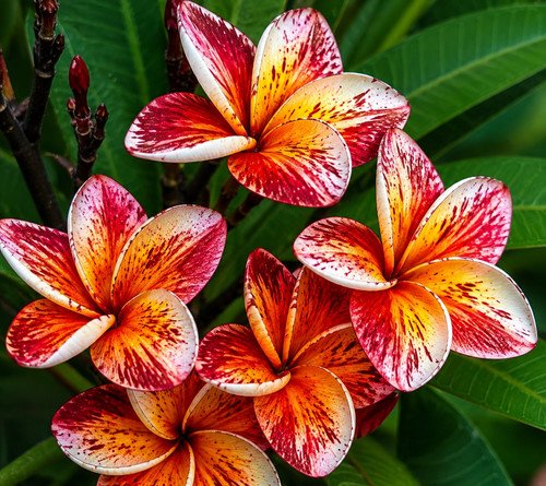618t plumeria bicolor - 618t,