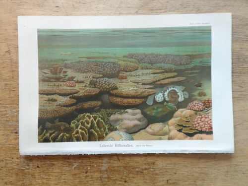 Orig chromolithographie - orig.(1908),