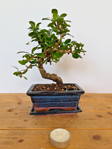 Zimmerbonsai fukientee - zimmerbonsai,
