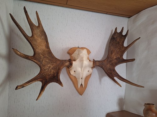 Elchgeweih stück für - (2,