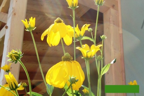 Rudbeckia nitida herbstsonne - rudbeckia,