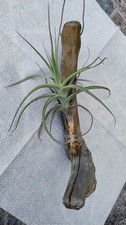 Tillandsia bergeri - mit
