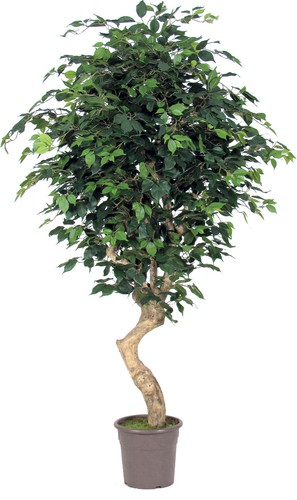 Artplants kunststoff ficus - artplants,