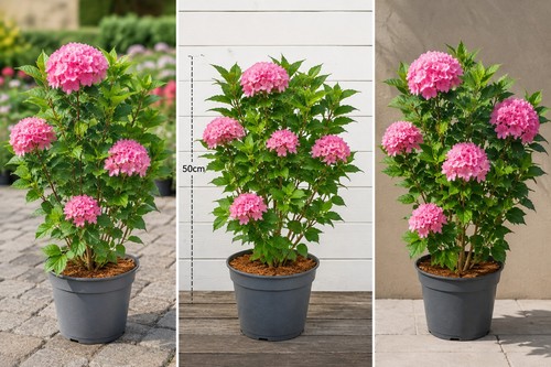 Japanische azalee pink cm - pink, 50