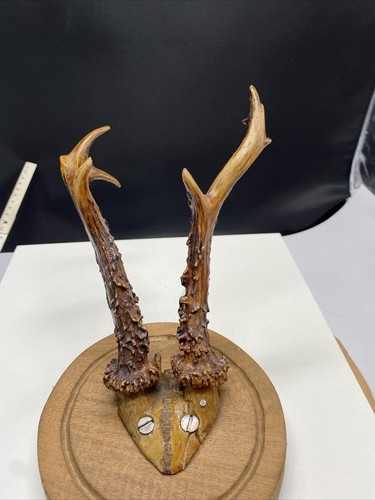 Rehgeweihe jagdtrophäe - rehgeweihe,,
