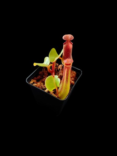 Nepenthes truncata highland - truncata, "highland
