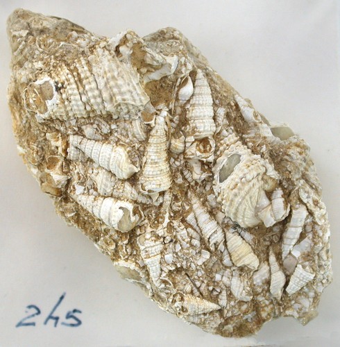 Oligozän tympanotomus - oligozän,