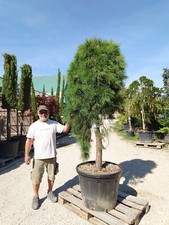 Hängende Kiefer Pinus