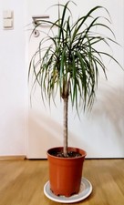 Drachenbaum Dracaena Janet Lind, 70 Cm, Dekorative Zimmerpflanze