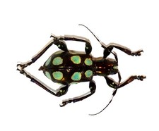COLEOPTERA, CERAMBYCIDAE