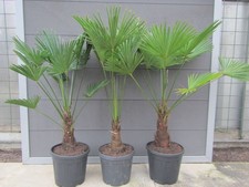 Trachycarpus wagnerianus - Wagners Hanfpalme 100-130cm Pflanze Winterharte -18°C