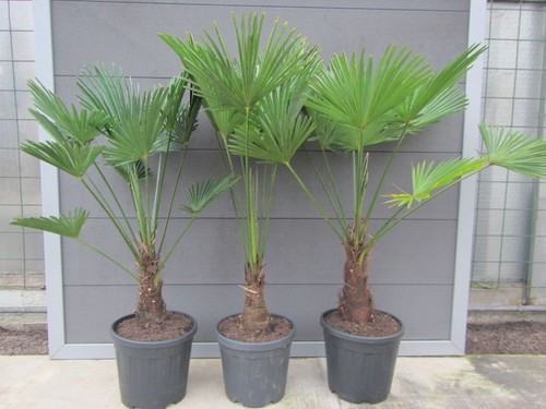 Trachycarpus wagnerianus - ,