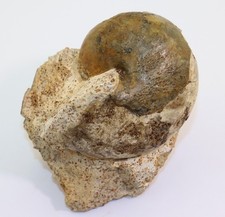 Nautilus, Cenoceras lineatum