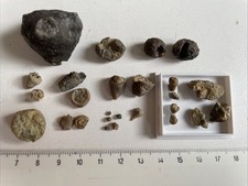 Kleines Konvolut Seelilie