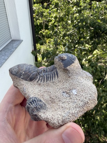 Paralejurus trilobit erfoud - paralejurus,
