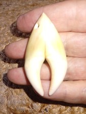 Bärenzähne,Reißzähne