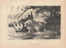 Ruhende Nashörner Nashorn