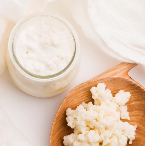 Frische milchkefir knollen - frische, milchkefir-knollen