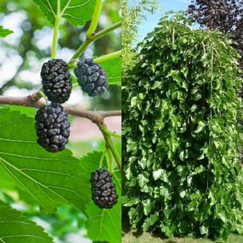 Hänge schwarze maulbeere - hänge-schwarze,