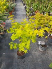 Acer palmatum Summer Gold 90-100cm, Japanahorn, gelber Fächerahorn