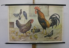 Wandbild Adalbert Pilch Hühner Tauben 100x66cm ~1950 vintage Chicken Doves chart