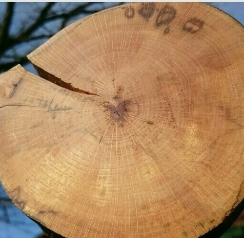 Baumscheibe holzscheibe buche - baumscheibe,