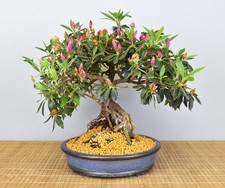 Bonsai Indoor, Indische Azalee
