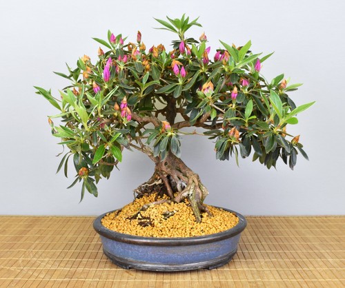 Bonsai indoor indische azalee - indische,