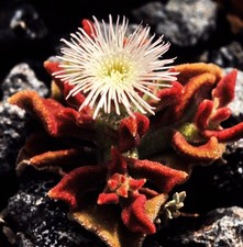 Samen von der EISBLUME - eine