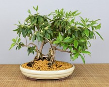 Bonsai Indoor, Indische Azalee