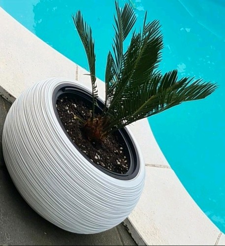 Palmfarn cycas weißen - palmfarn, im