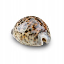 Dekorative Muschel Cyprea